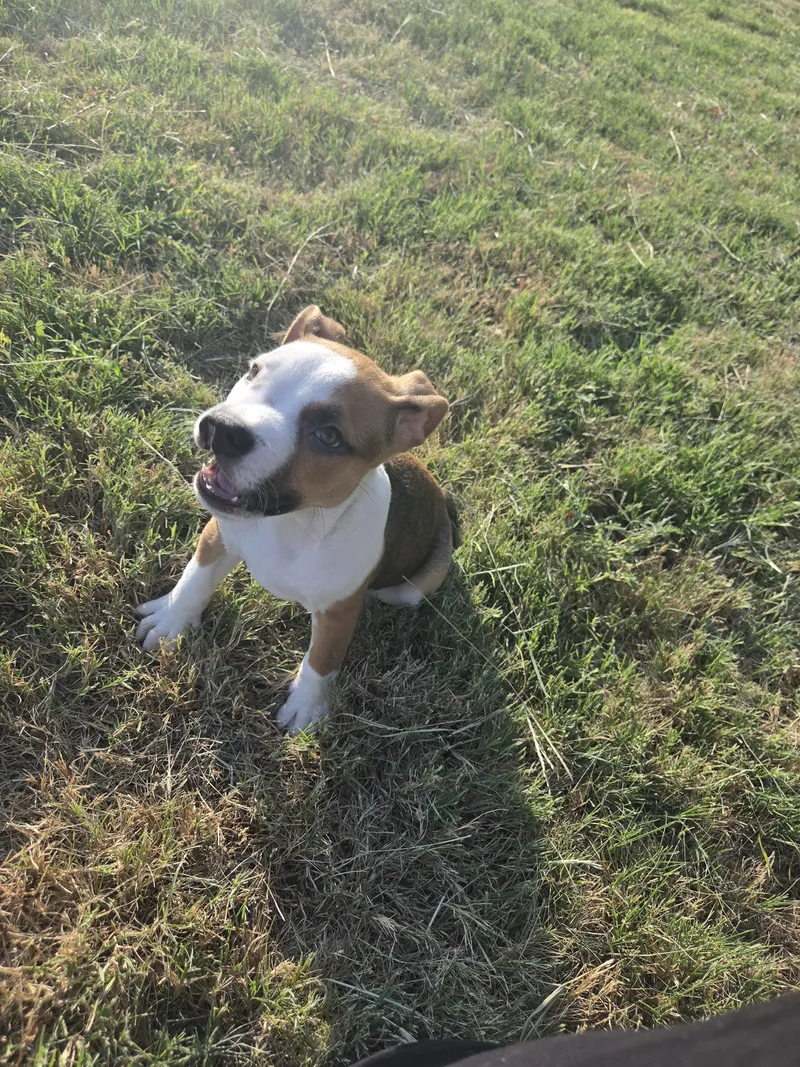 A baby medium-sized male Pit Bull Terrier dog named Sweet Potato for adoption in Houston, TX