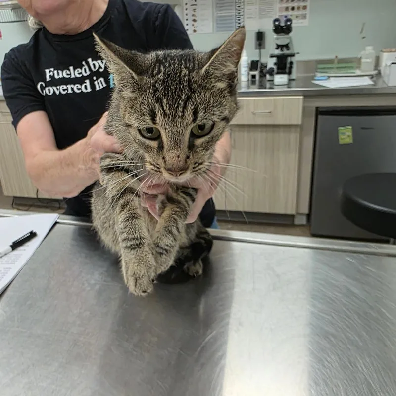 A young medium-sized female Brown / Chocolate Domestic Short Hair cat named Dutch Oven for adoption in Chattanooga, TN