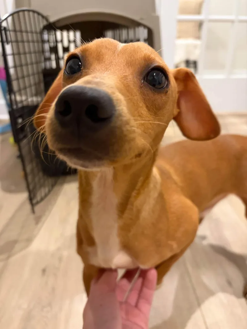 A young medium-sized male Dachshund dog named Little Brother for adoption in Greenville, SC