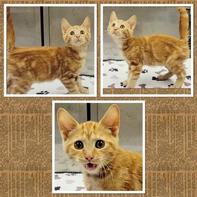 A baby small-sized male Tabby (Orange / Red) Domestic Short Hair cat named Marmalade for adoption in Buckhannon, WV