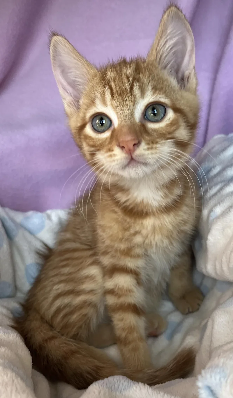 Gilligan