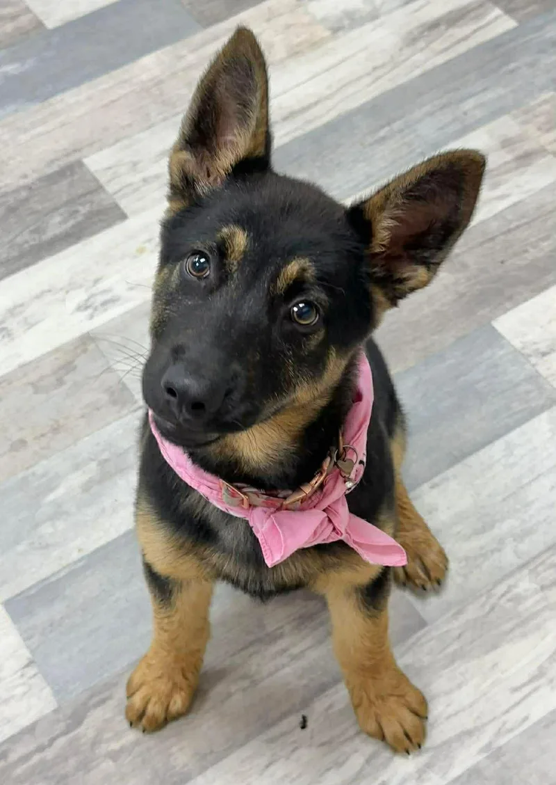 Harper The German Shepherd thumbnail 2