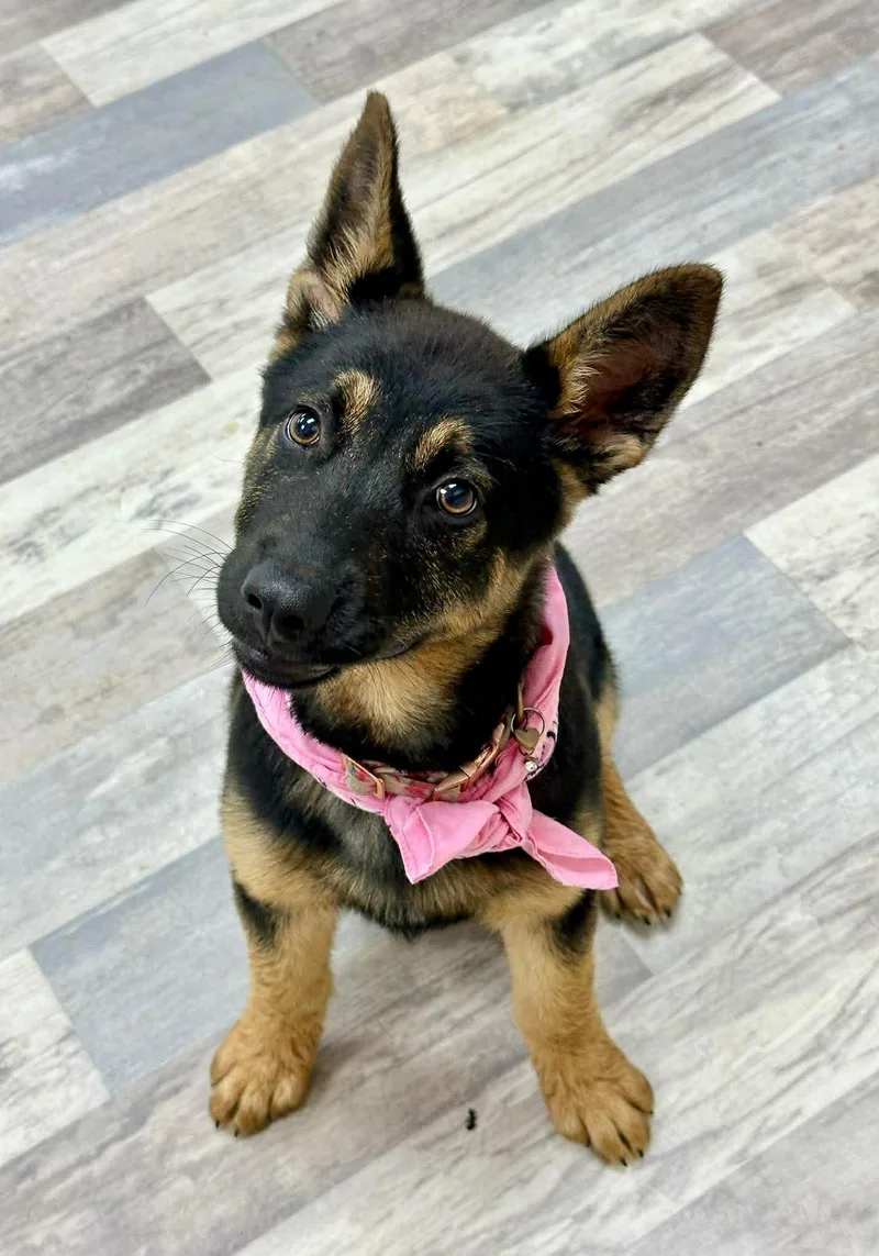Harper The German Shepherd thumbnail 3