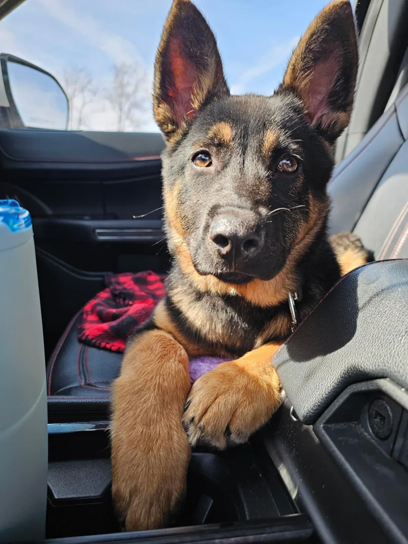Harper The German Shepherd