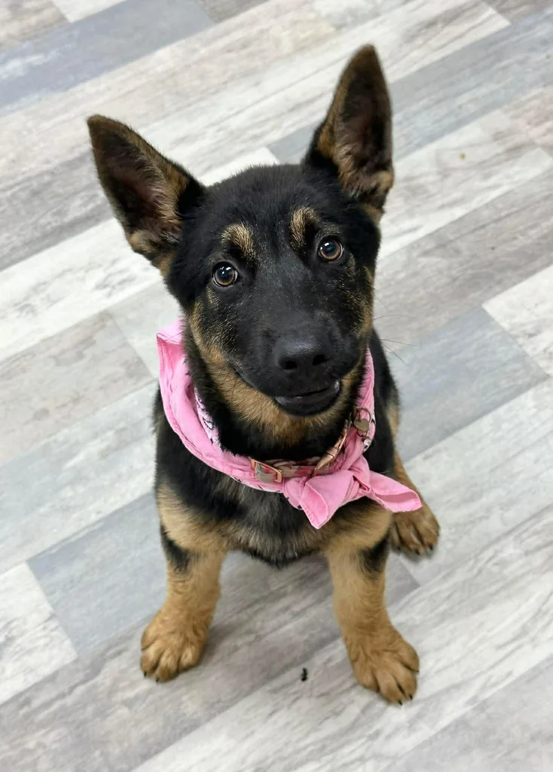 Harper The German Shepherd thumbnail 6