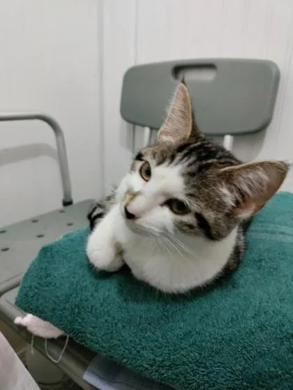 A young small-sized female Domestic Short Hair cat named Cleocatra for adoption in Wilkesboro, NC