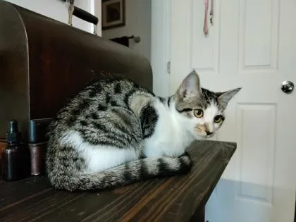 Cleocatra thumbnail 2