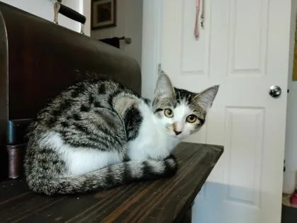 Cleocatra thumbnail 3