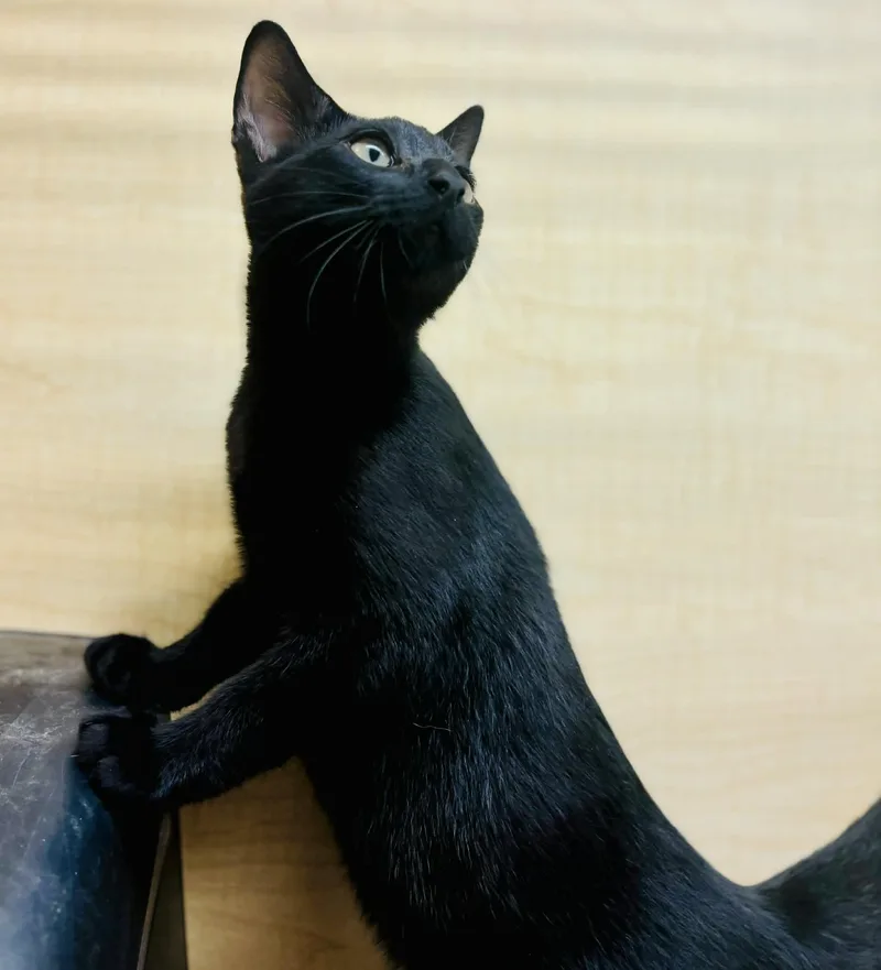 A young medium-sized male Domestic Short Hair cat named Applejack for adoption in Mansfield, TX