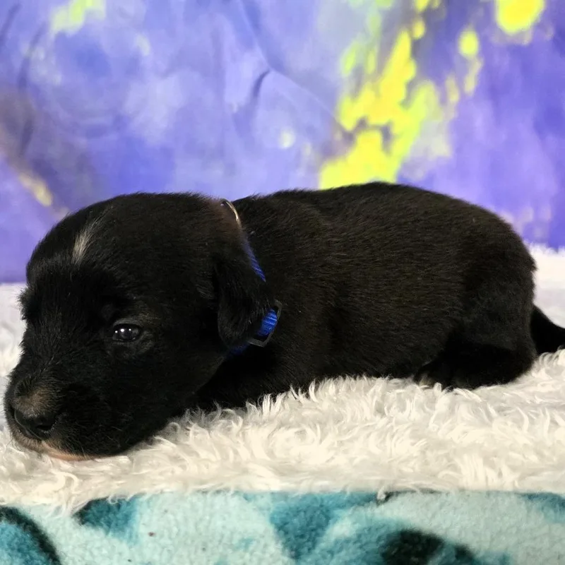 A baby small-sized male Black Mixed Breed dog named Copper  Michael for adoption in Hamilton, GA