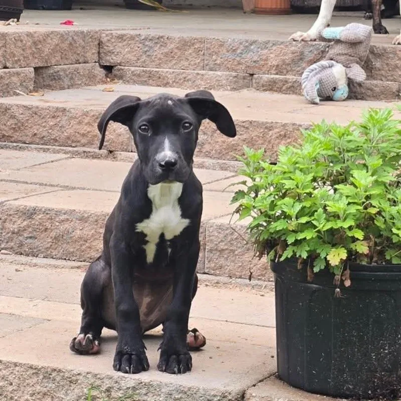 Cleopatra D Arriving thumbnail 2