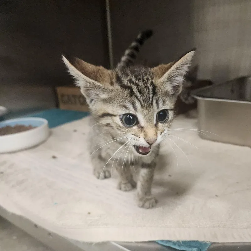 A baby small-sized male Brown / Chocolate Domestic Short Hair cat named Obi for adoption in Evensville, TN