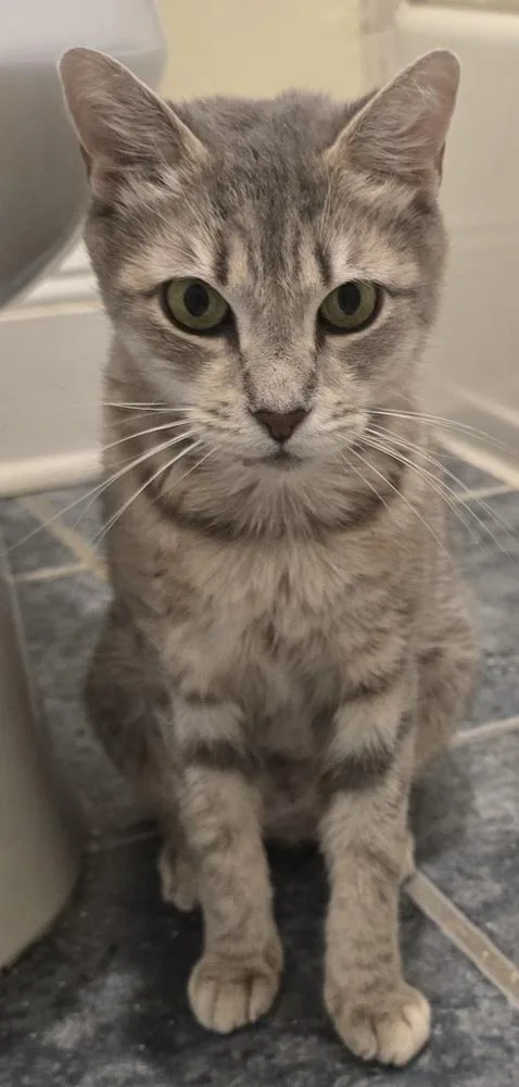 An adult medium-sized female Gray / Blue / Silver Domestic Short Hair cat named Starr for adoption in Pittstown, NJ