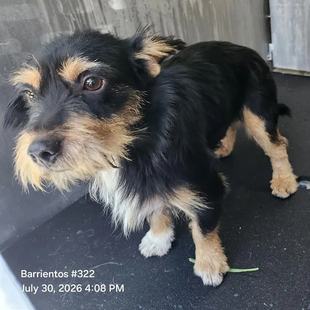 A young small-sized male Terrier dog named Roscoe for adoption in San Antonio, TX