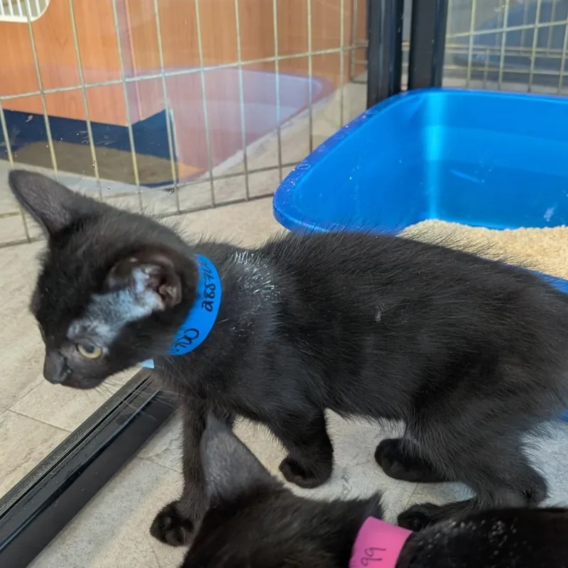A baby small-sized male Black Domestic Short Hair cat named Leon for adoption in Fairport, NY