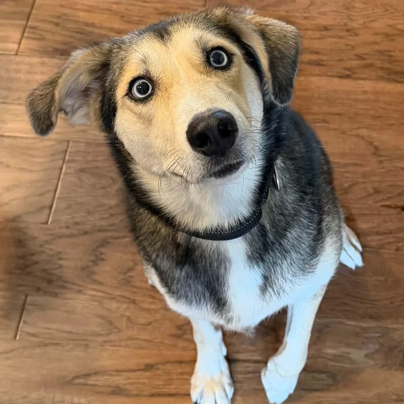 A young medium-sized female Tricolor (Brown, Black, & White) Husky dog named Cally for adoption in Largo, FL
