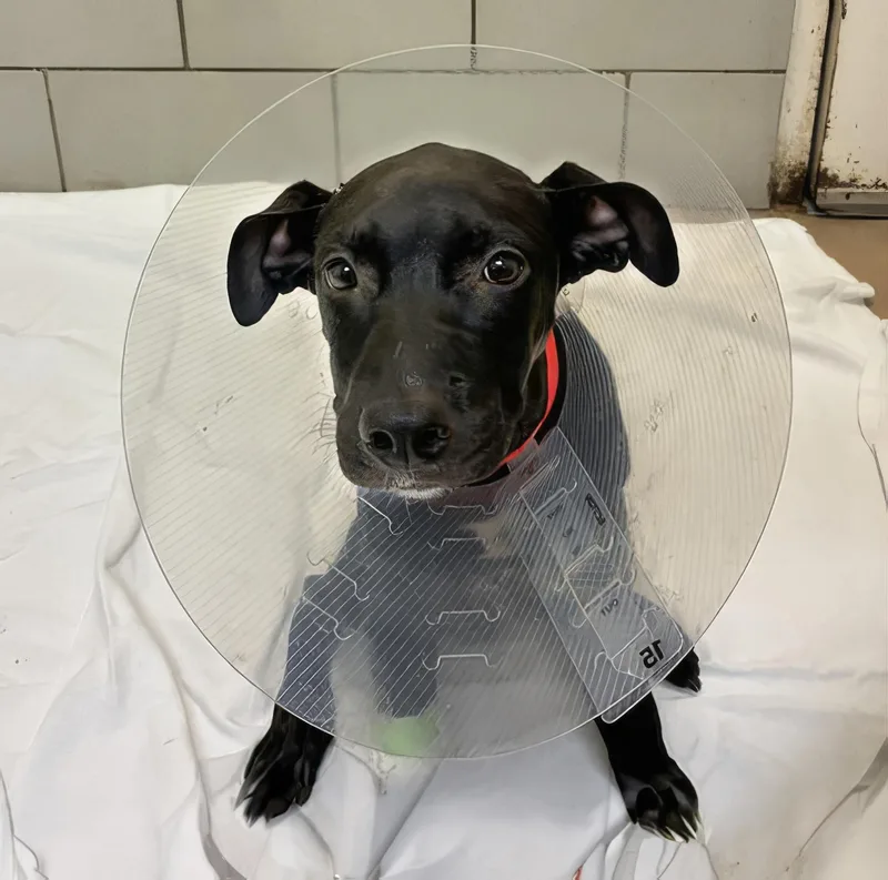 A young medium-sized male Black Mixed Breed dog named Reuben for adoption in Nashville, TN