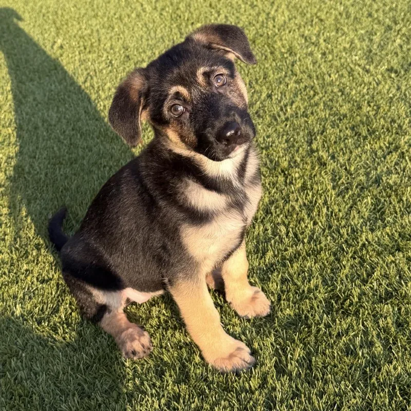 A baby small-sized male Black Mixed Breed dog named Toots for adoption in Huntsville, AL