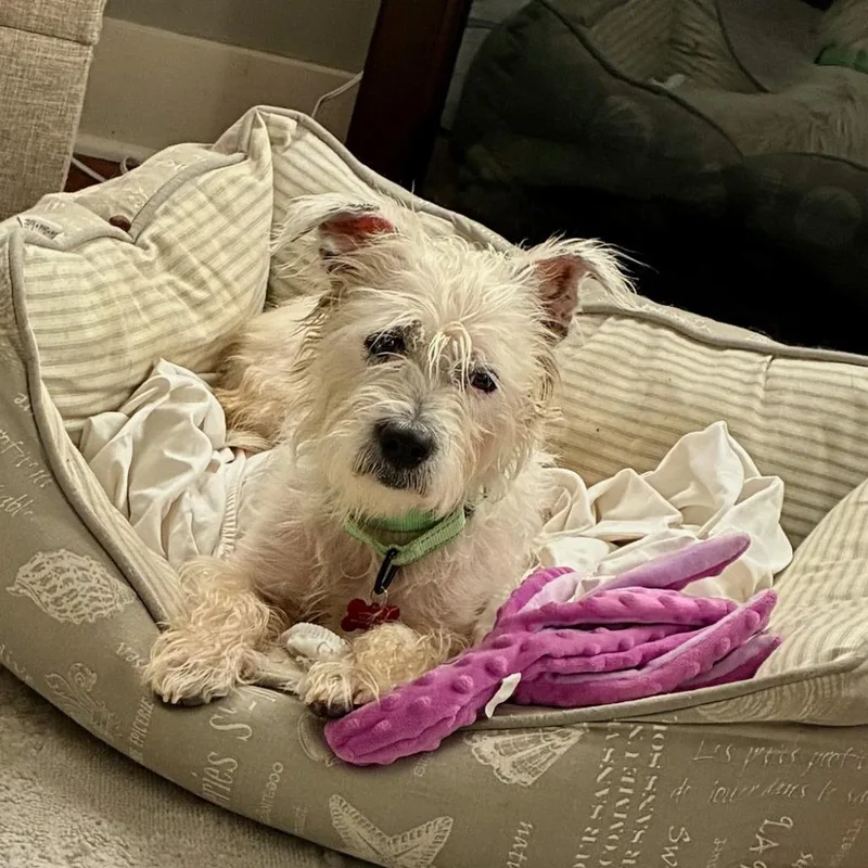 An adult small-sized female White / Cream Yorkshire Terrier dog named Classy for adoption in East Saint Louis, IL
