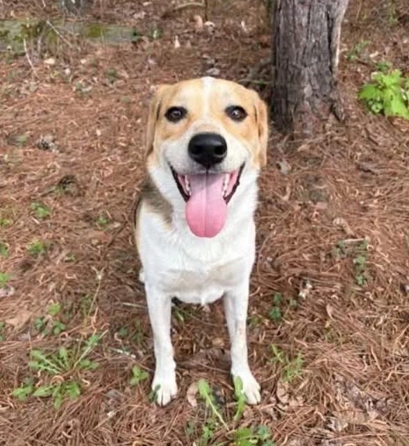 A young medium-sized male Tricolor (Brown, Black, & White) Hound dog named Otis for adoption in Washington DC, DC
