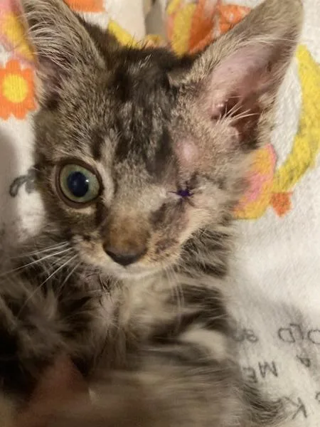 A baby small-sized male Domestic Short Hair cat named French Fry for adoption in San Diego, CA