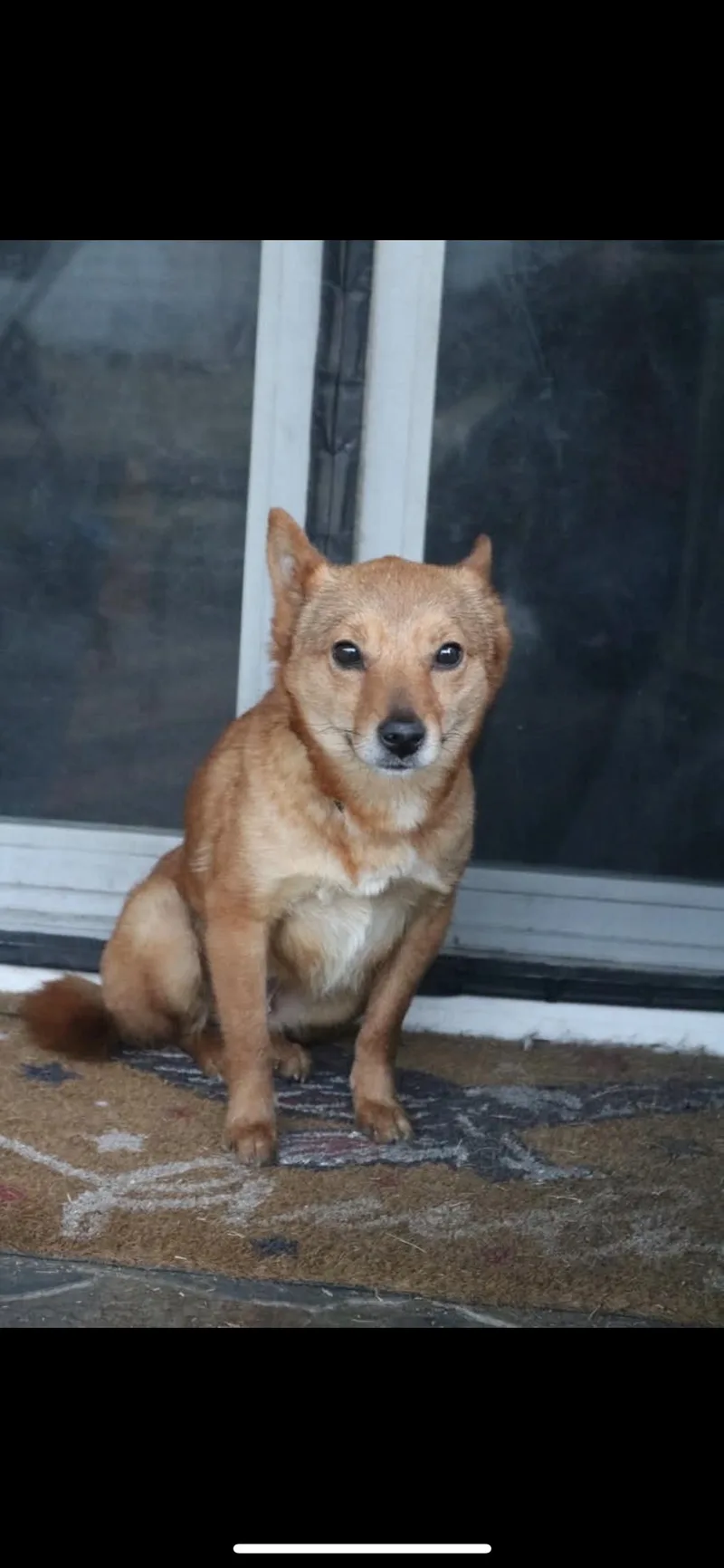 A young small-sized female Golden Shiba Inu dog named Cadence for adoption in Hamden, CT