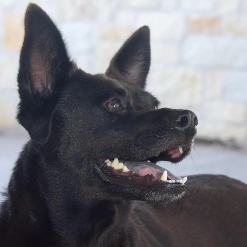 Bluebell thumbnail 2