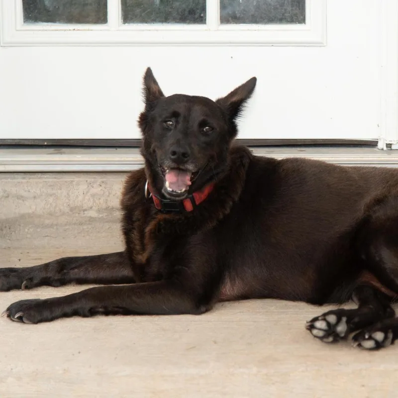 Bluebell thumbnail 3