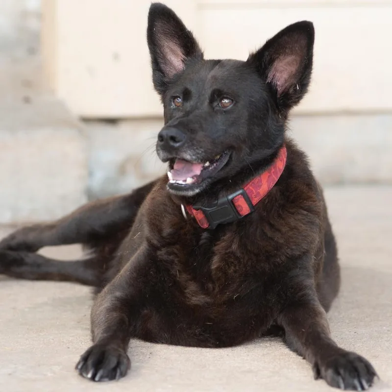 Bluebell thumbnail 4