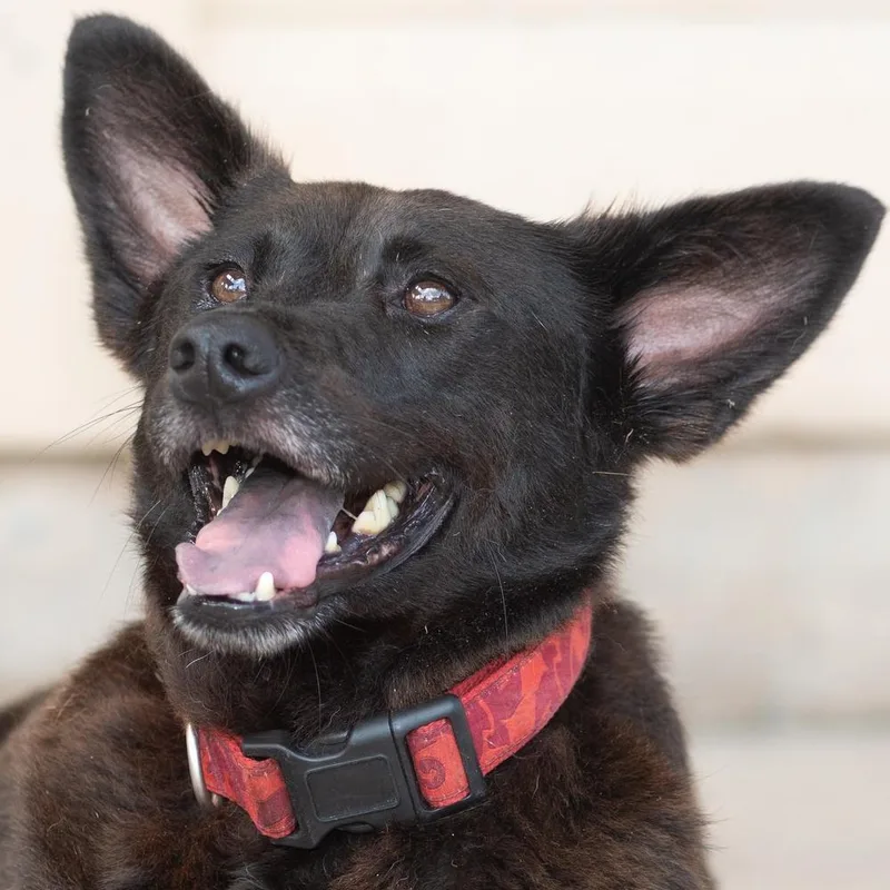 Bluebell thumbnail 5