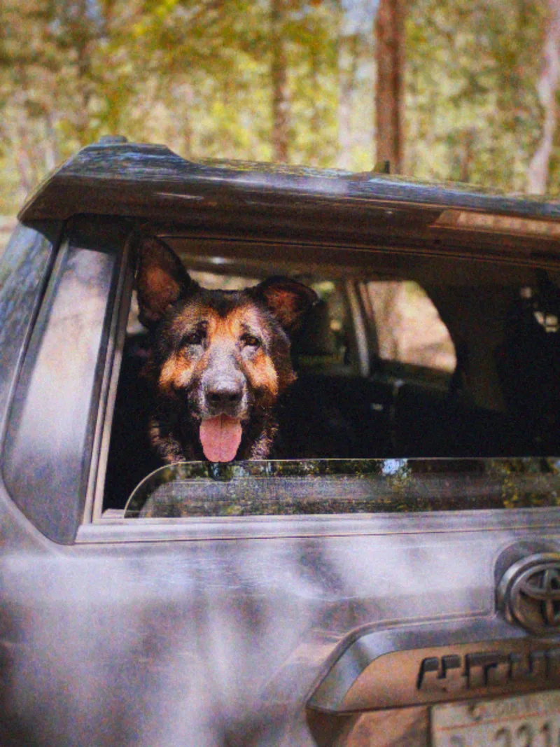 A senior large-sized male German Shepherd Dog dog named Cheif for adoption in Cornelius, NC