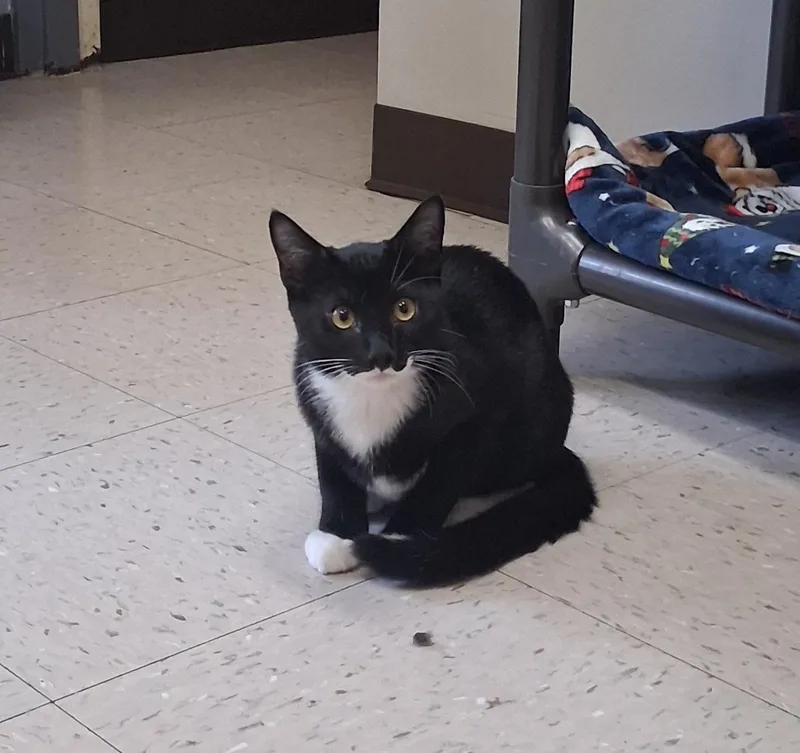 A baby medium-sized male Black & White / Tuxedo Domestic Short Hair cat named Gotham for adoption in Onley, VA