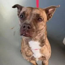 An adult medium-sized female Brindle Pit Bull Terrier dog named Peaches for adoption in Carlin, NV