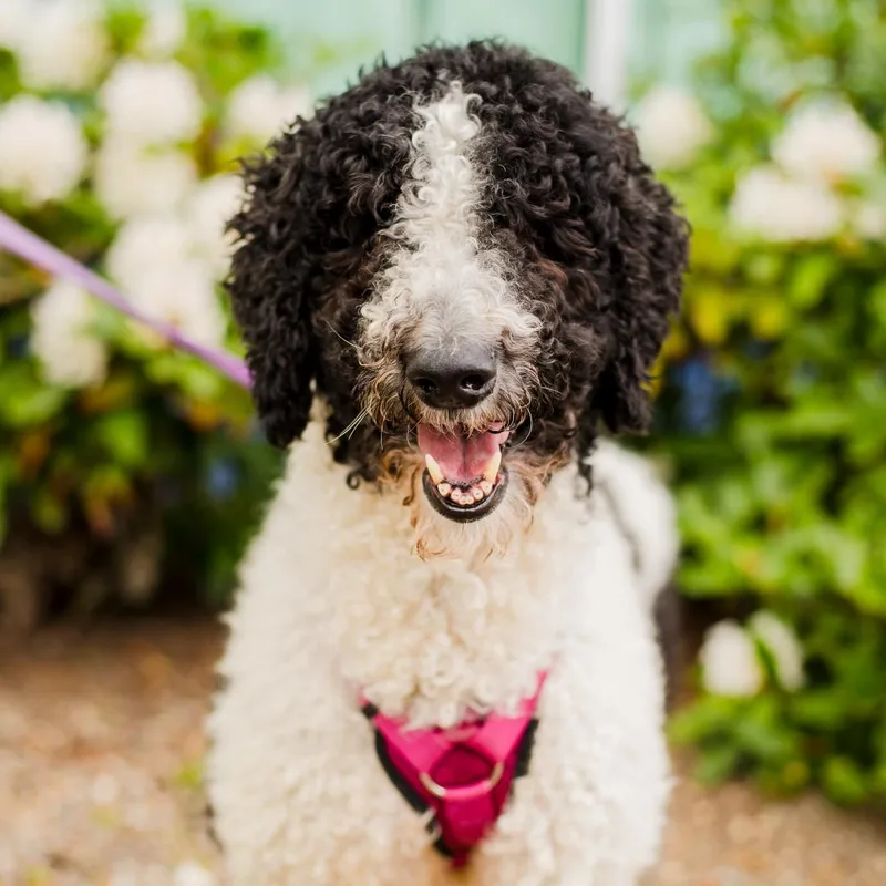 An adult large-sized female White / Cream Standard Poodle dog named Luna for adoption in Warwick, RI