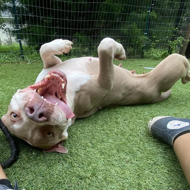 An adult medium-sized female Pit Bull Terrier dog named Sally for adoption in Magnolia, TX