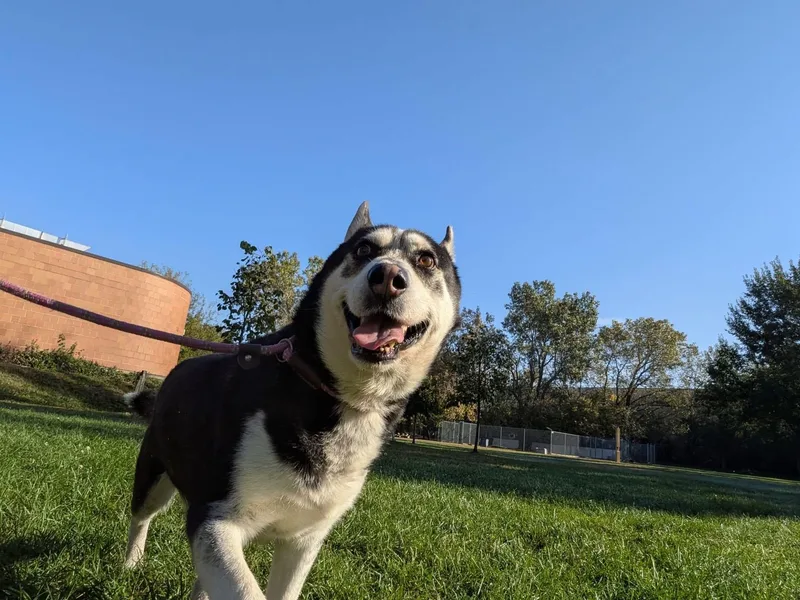 A senior medium-sized male Black Husky dog named Cole Porter for adoption in Chicago, IL