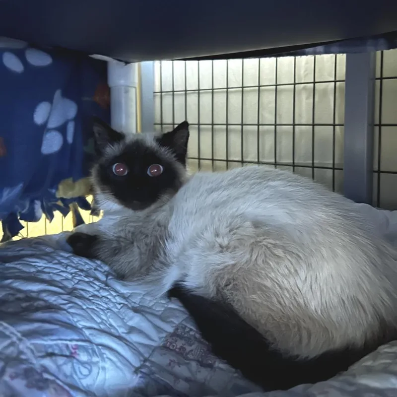 A young small-sized female Cream / Ivory Siamese cat named Dijon Mustard for adoption in Charlottesville, VA