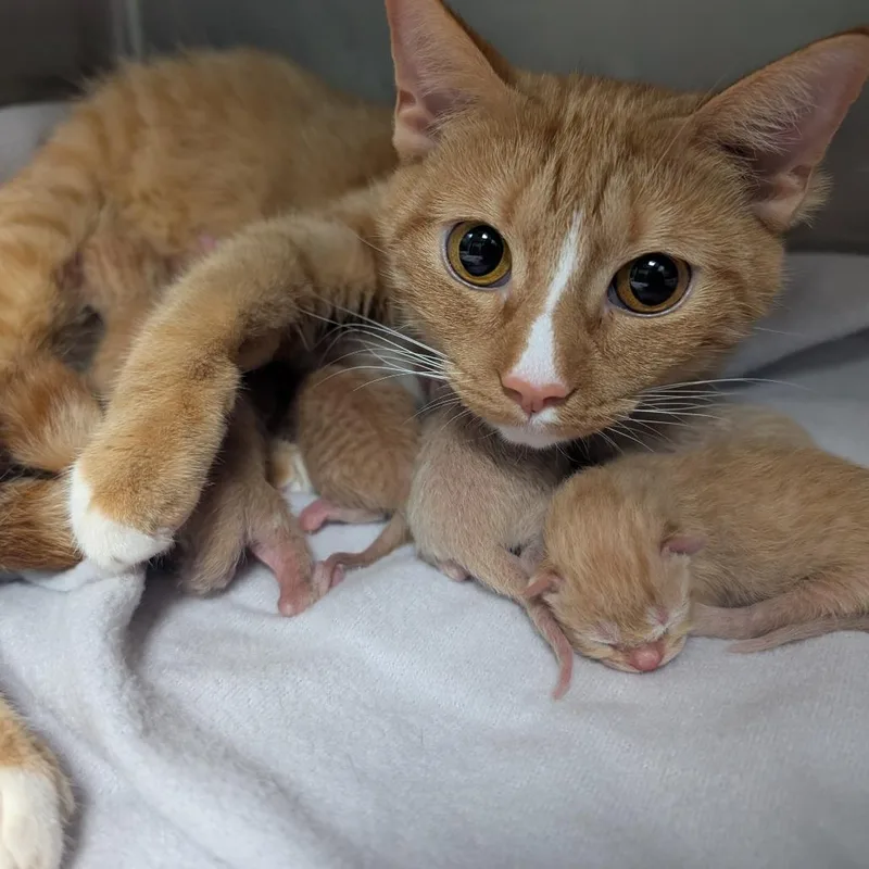 A young medium-sized female Orange / Red Domestic Short Hair cat named Compost for adoption in Titusville, FL
