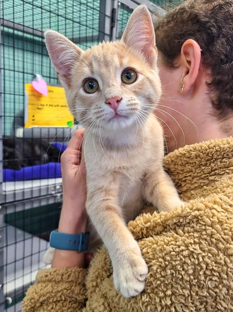An adult medium-sized male Domestic Short Hair cat named Bandit for adoption in Fort Mill, SC