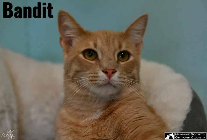 Bandit thumbnail 2