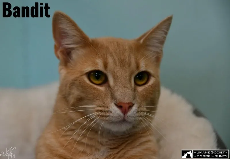 Bandit thumbnail 3