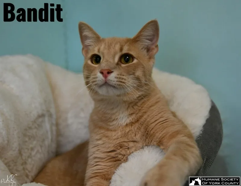 Bandit thumbnail 4