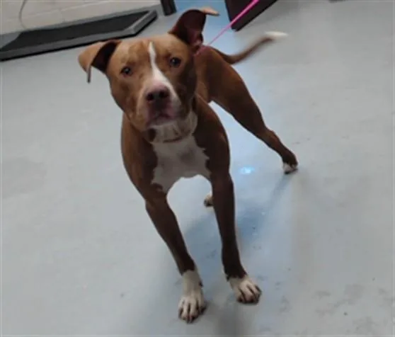 An adult large-sized male Pit Bull Terrier dog named A for adoption in Fayetteville, NC