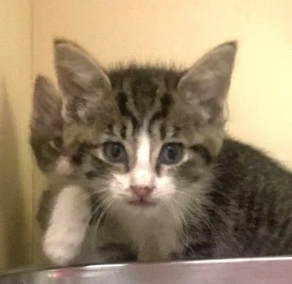 A baby small-sized female Domestic Short Hair cat named Skye for adoption in Cincinnati, OH