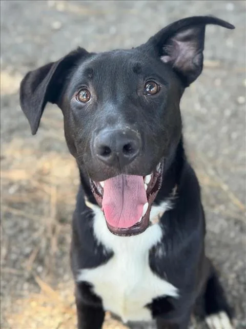 A young small-sized male German Shepherd Dog dog named John Lennon for adoption in Woodland, CA