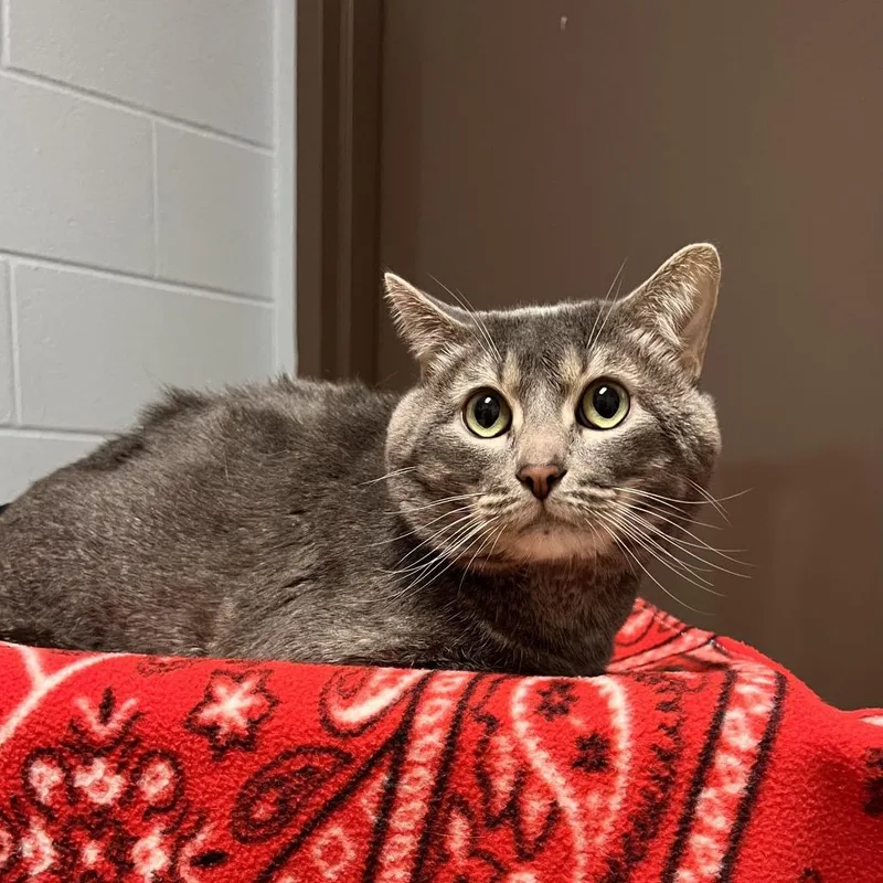 An adult large-sized male Gray / Blue / Silver Domestic Short Hair cat named Gates for adoption in Fargo, ND
