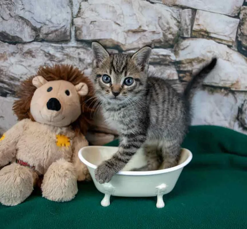A baby medium-sized male Domestic Short Hair cat named Ferb for adoption in Kennesaw, GA