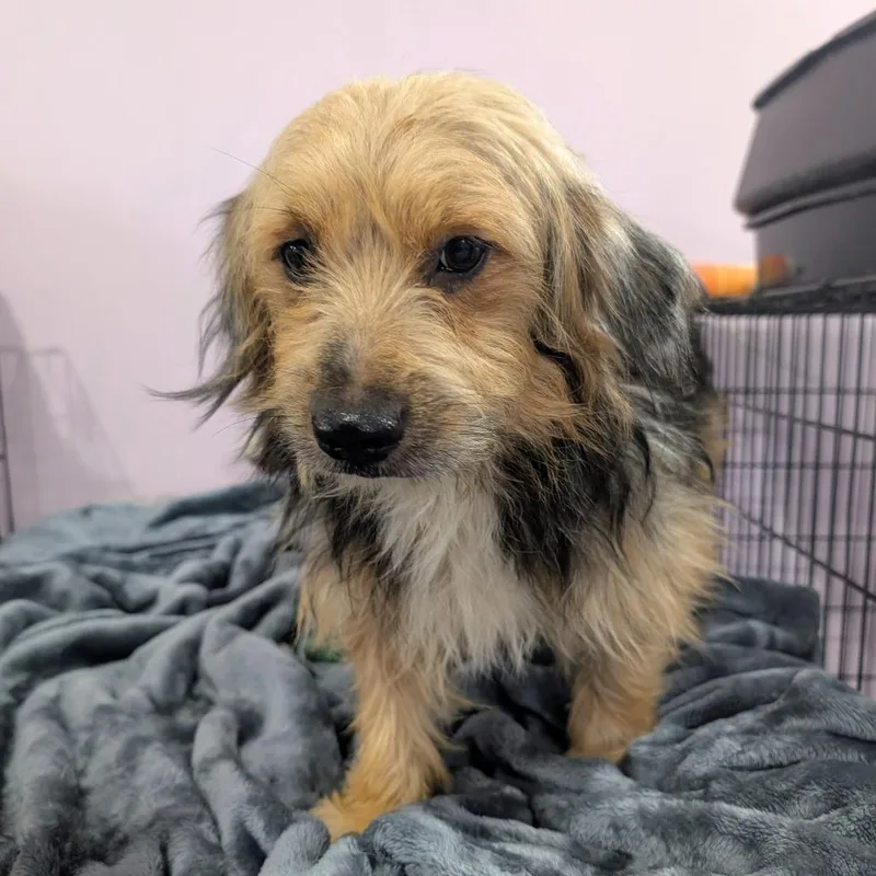 An adult small-sized male Yorkshire Terrier dog named Sweetie for adoption in West Plains, MO