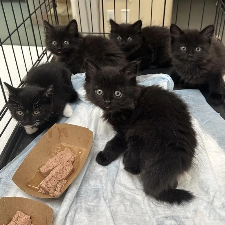 A baby small-sized male Black Domestic Long Hair cat named Stan for adoption in Westminster, CA