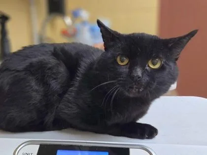 A young medium-sized male Domestic Short Hair cat named Whiskey for adoption in Westland, MI